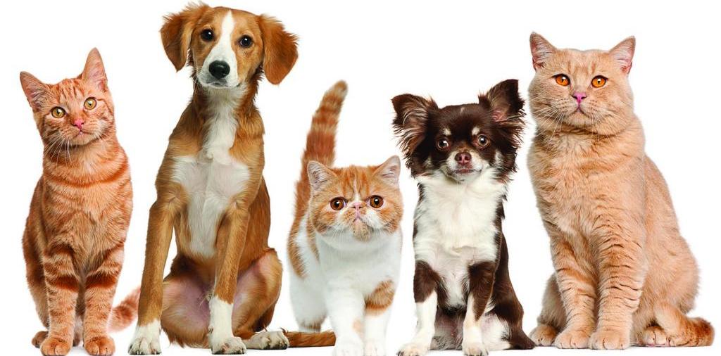 Доска объявлений о животных | ЗооТом - продажа, вязка и услуги для животных в Ессентуки