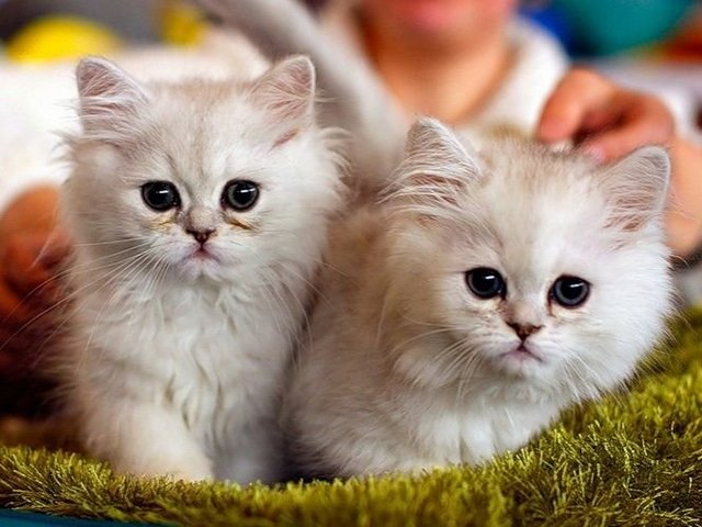 Породы кошек в Ессентуки | ЗооТом портал о животных