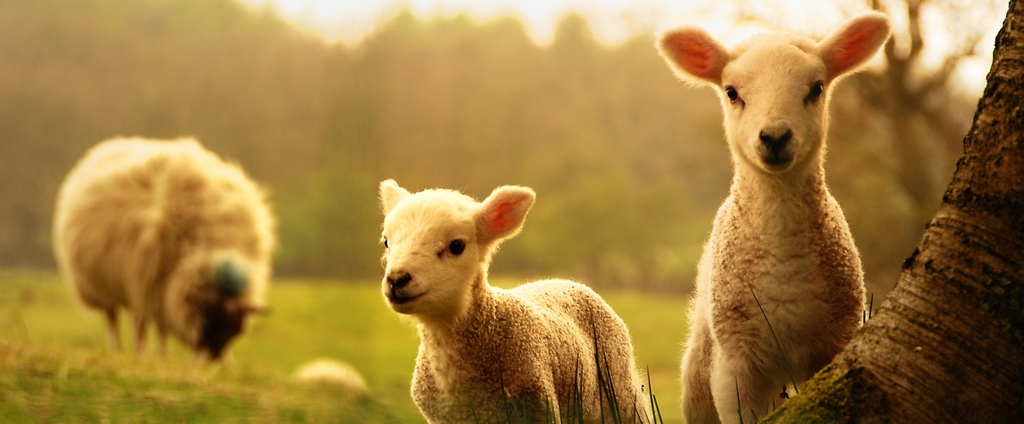 Объявления о сельскохозяйственных животных | ЗооТом - продажа, вязка и услуги для животных в Ессентуки