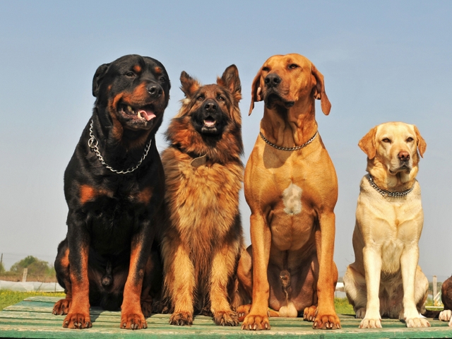 Крупные породы собак в Ессентуки | ЗооТом портал о животных